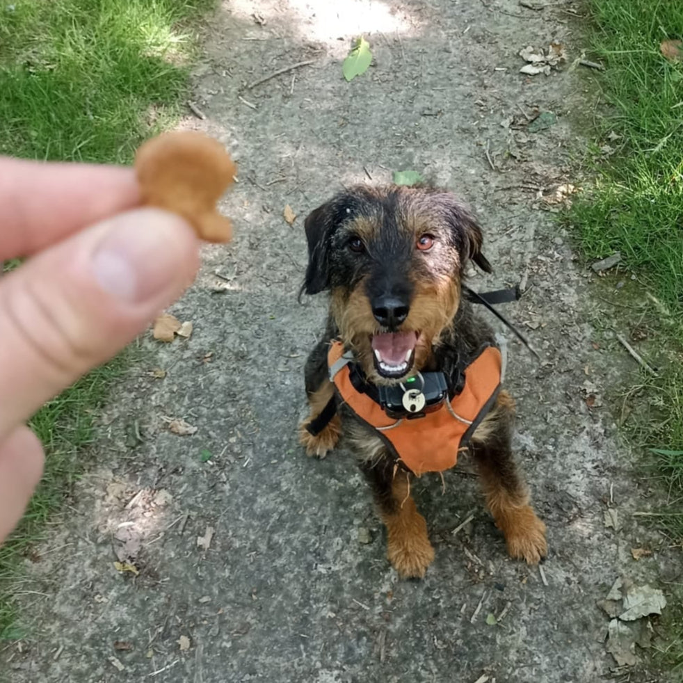 Saya attendant biscuits au thon - toutou biscuits