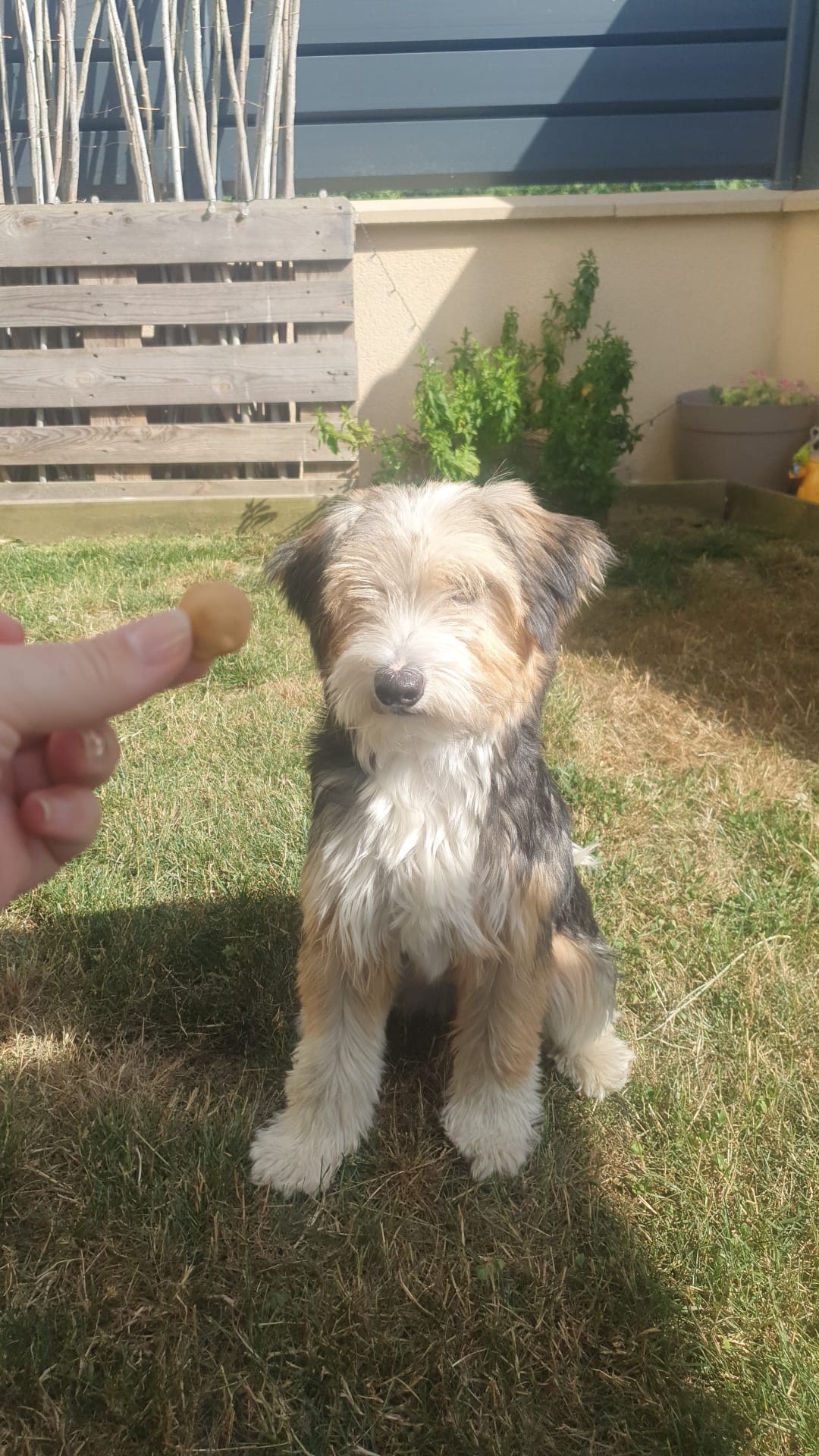 chien-panda-testeuse-toutoubiscuits