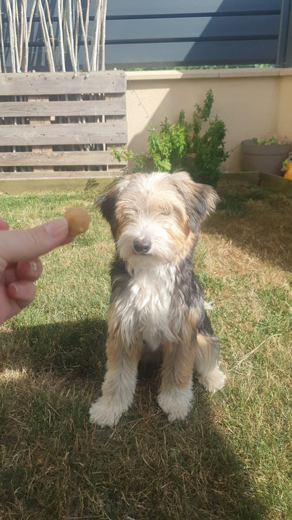 chien-panda-testeuse-toutoubiscuits