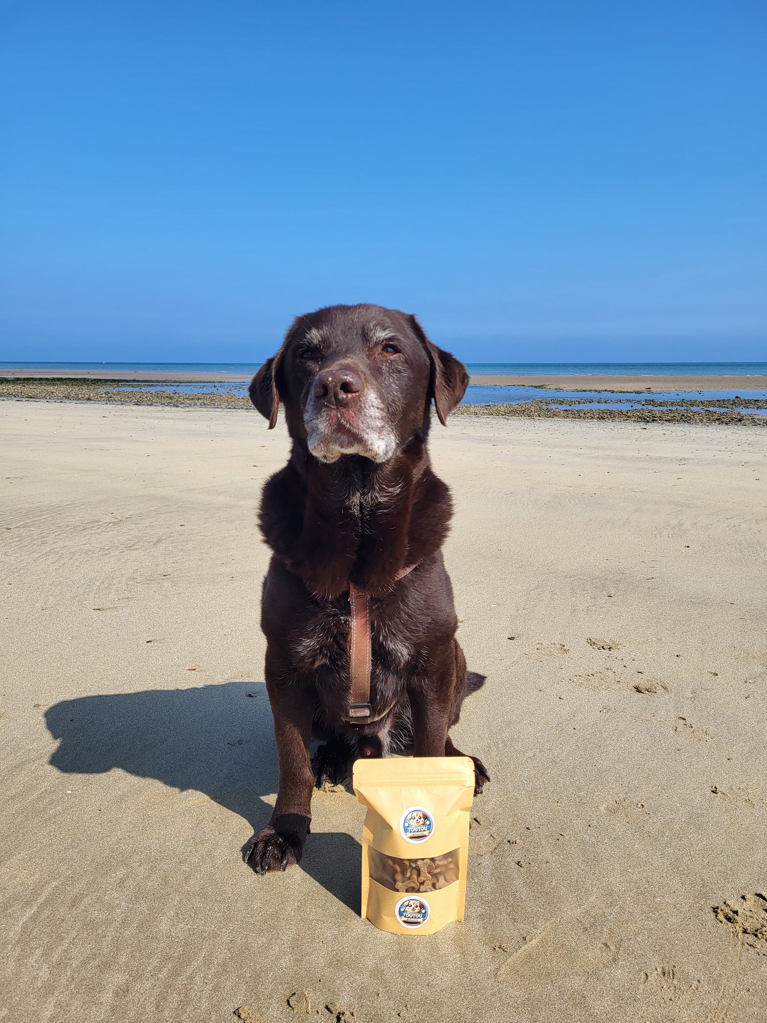 chien sur les plages de Normandie devant un sachet kraft - toutou biscuits