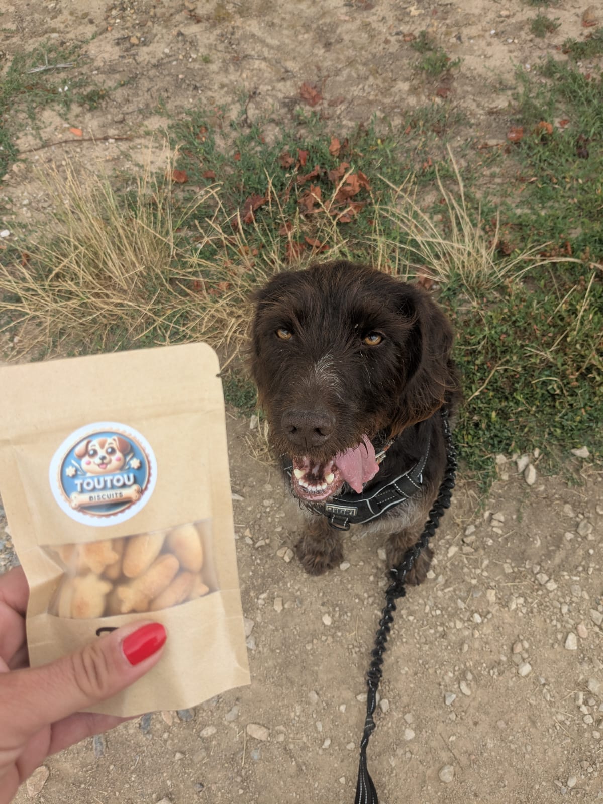 chien lilo pour tester biscuits - toutou biscuits